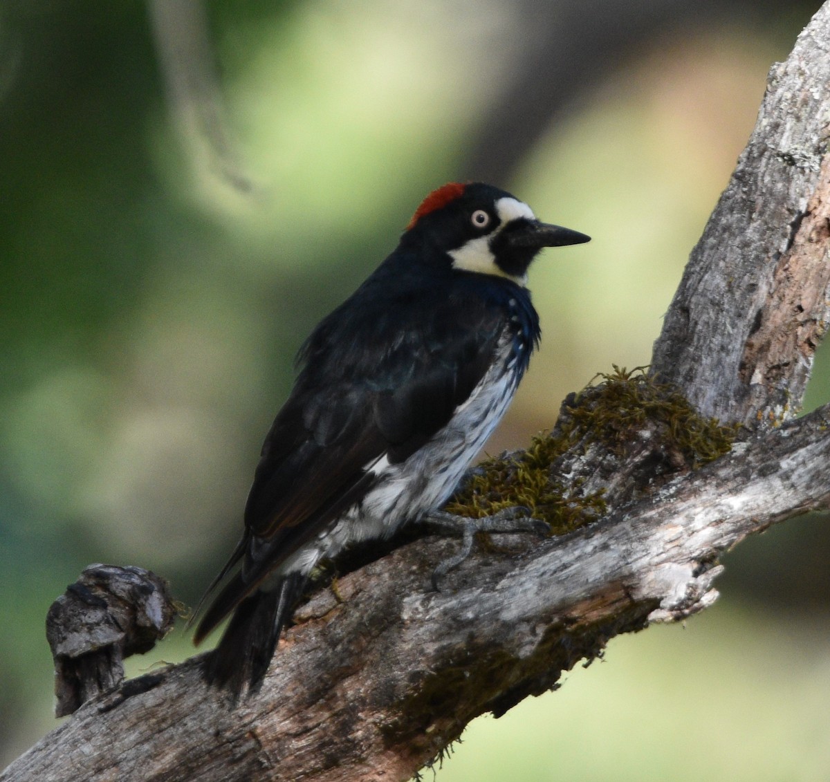 Acorn Woodpecker - Peter Olsoy