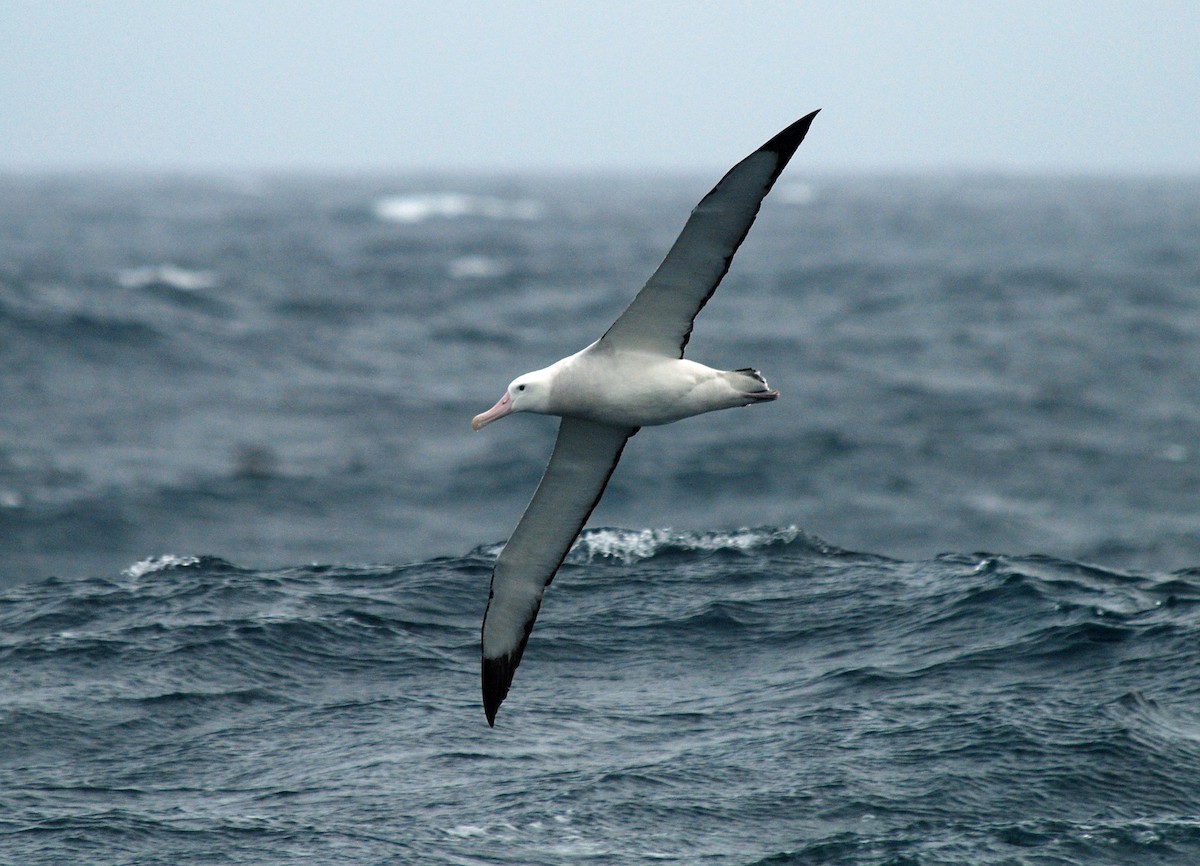 Snowy Albatross - Nigel Voaden