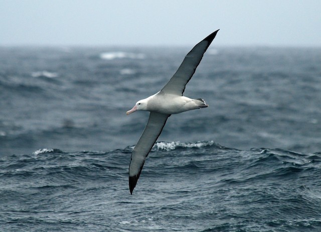 Wandering Albatross (Snowy)