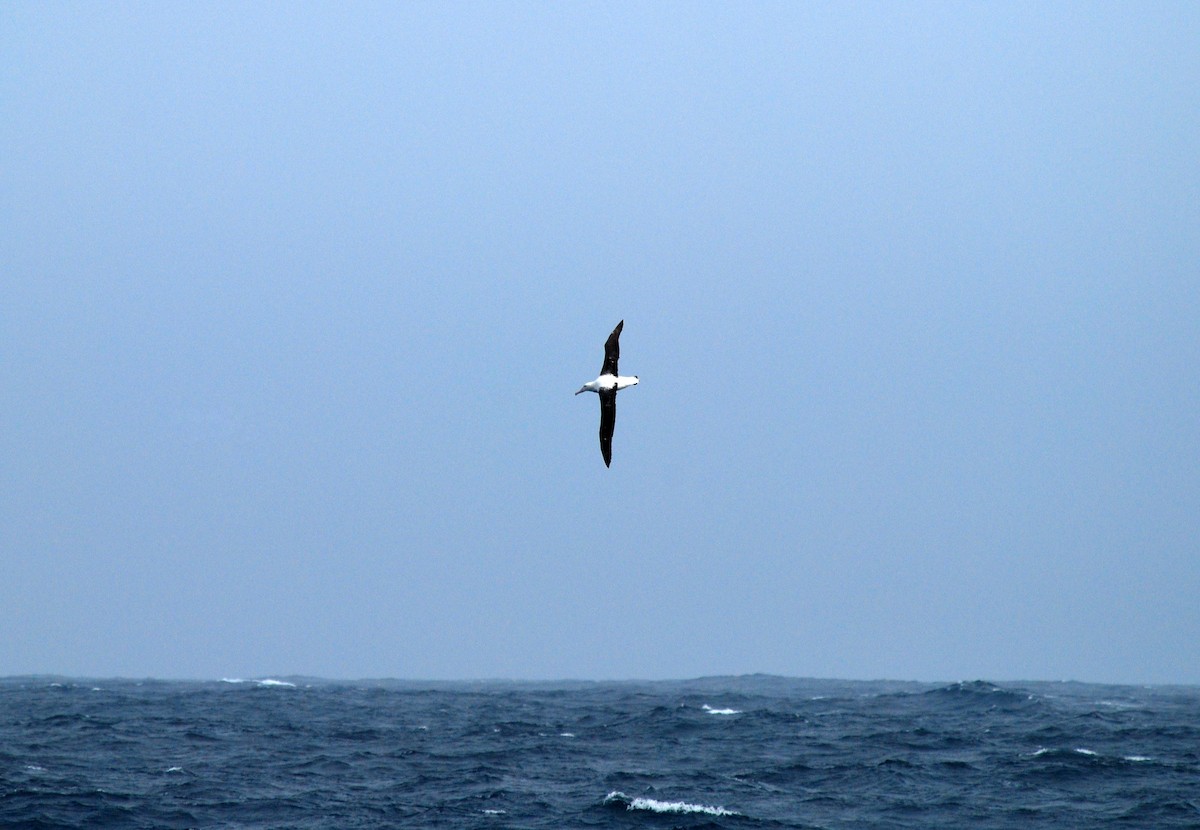Northern/Southern Royal Albatross - Nigel Voaden