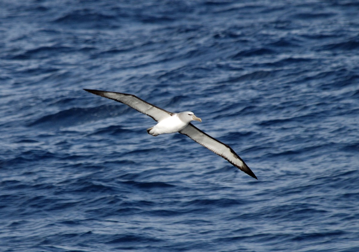 Salvin's Albatross - Nigel Voaden