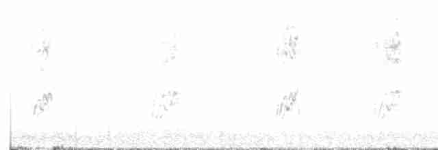 Geai à gorge blanche - ML473971321