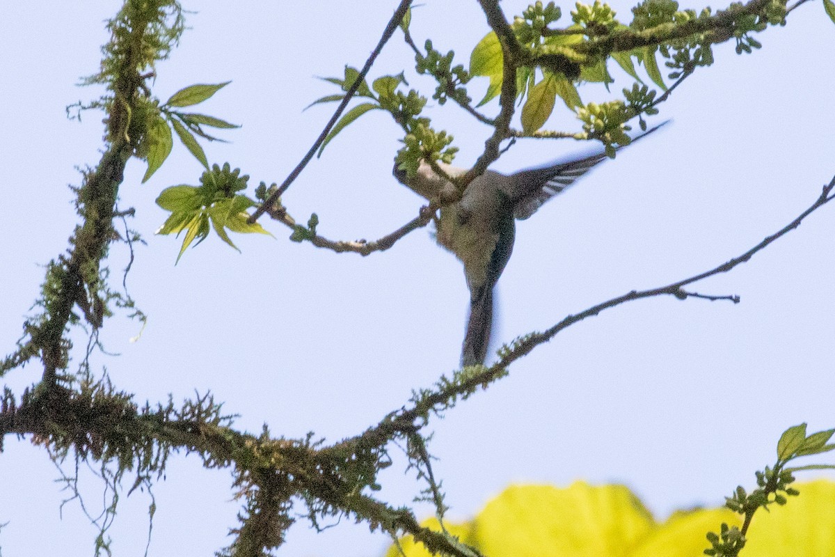 Wedge-tailed Sabrewing (Long-tailed) - ML473976631