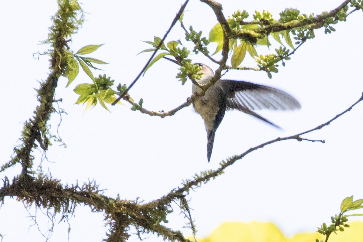 Wedge-tailed Sabrewing (Long-tailed) - ML473976651