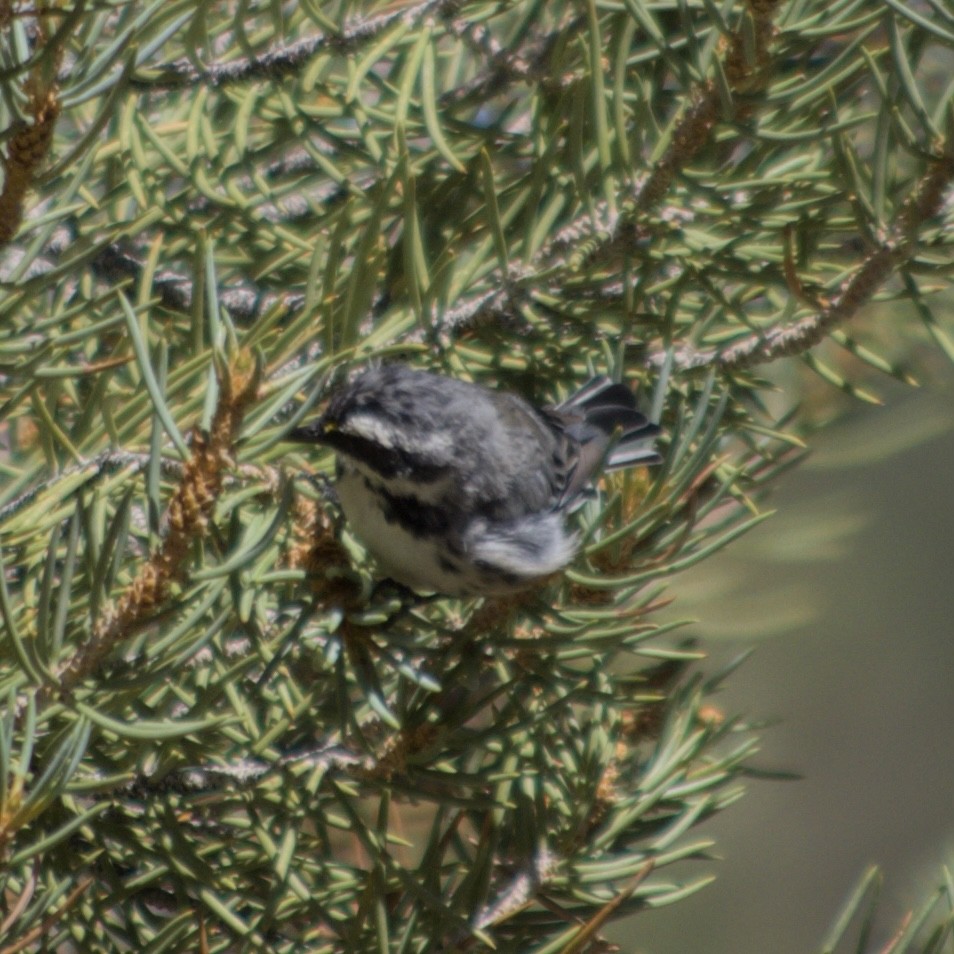 Black-throated Gray Warbler - ML473979171