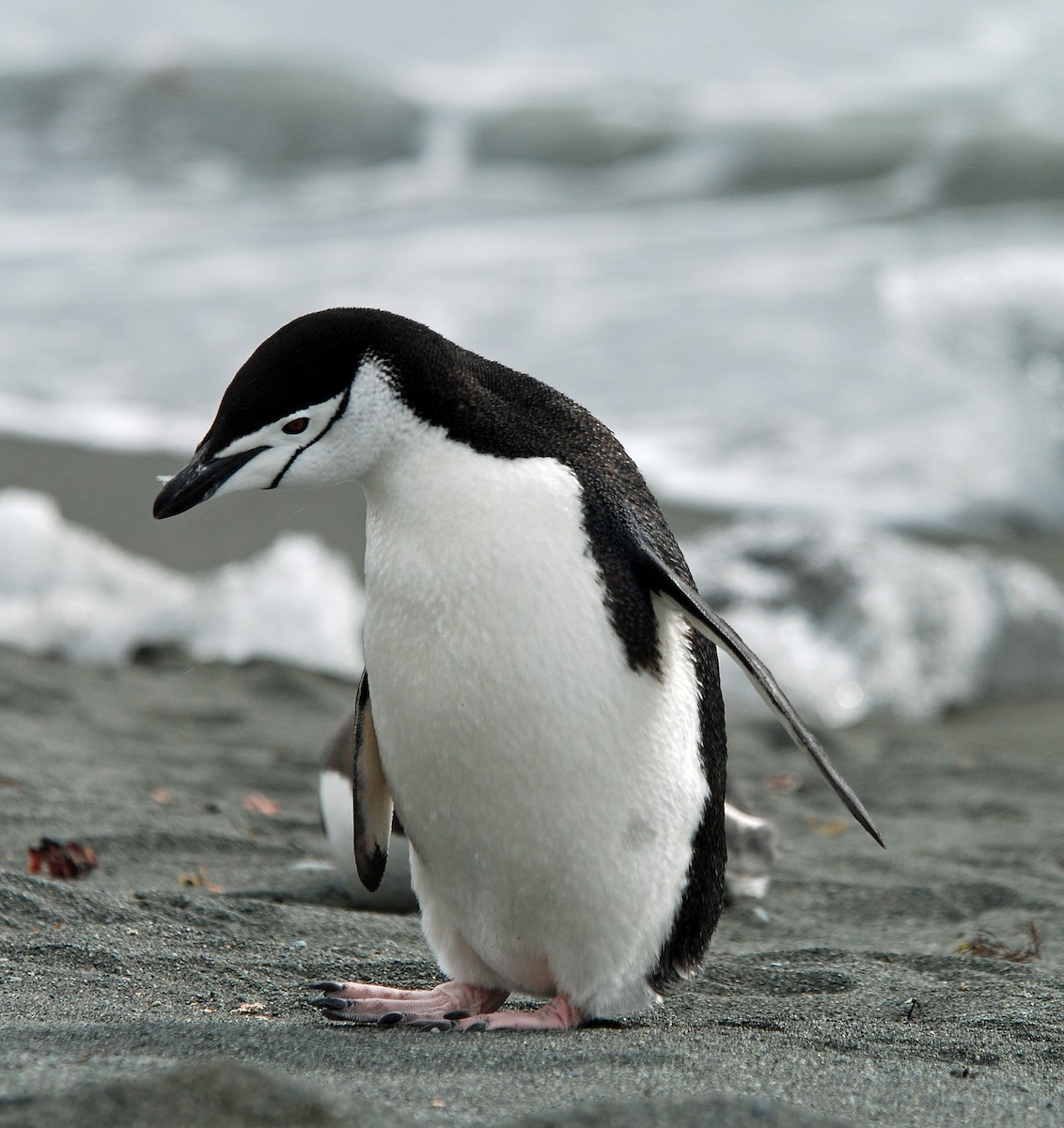 Антарктический пингвин - ML47398161