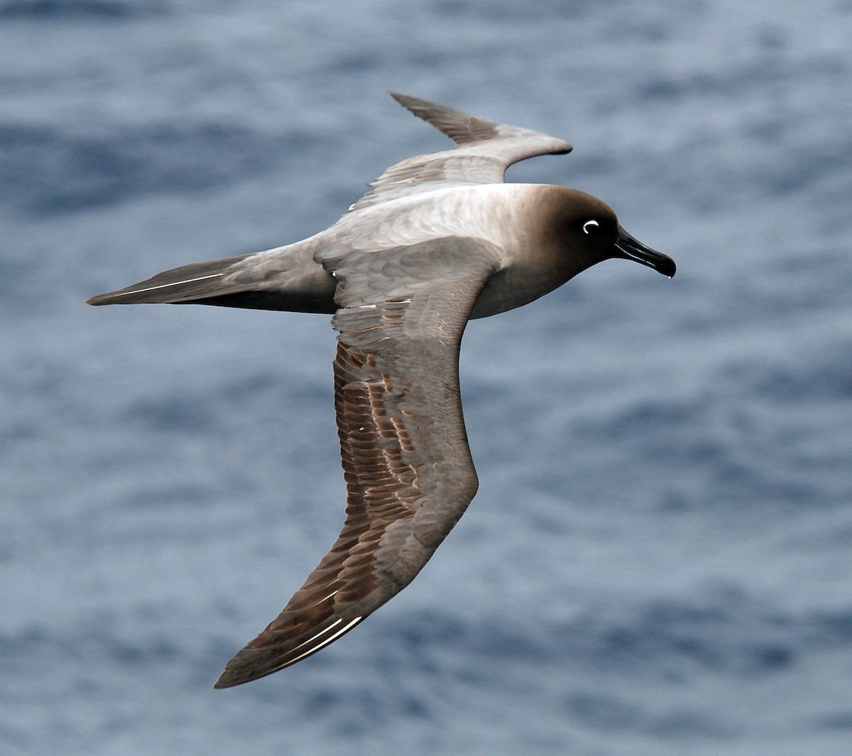 Light-mantled Albatross - Nigel Voaden