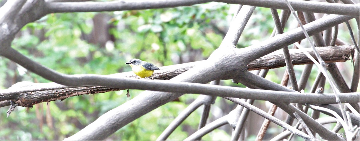 Gray-and-gold Warbler - ML473983191