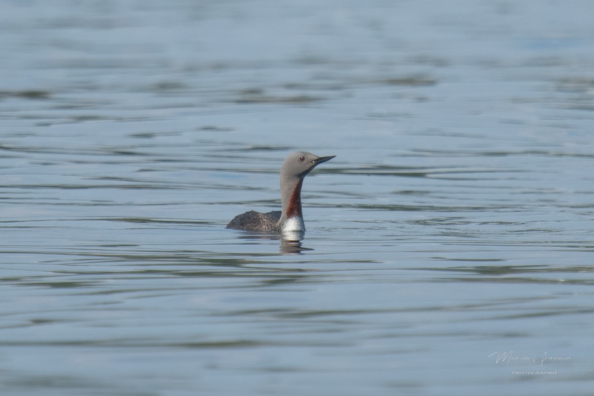 Red-throated Loon - ML473992221