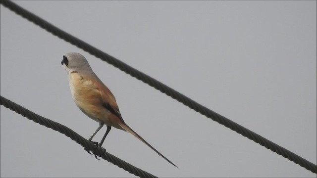 Long-tailed Shrike - ML473993491