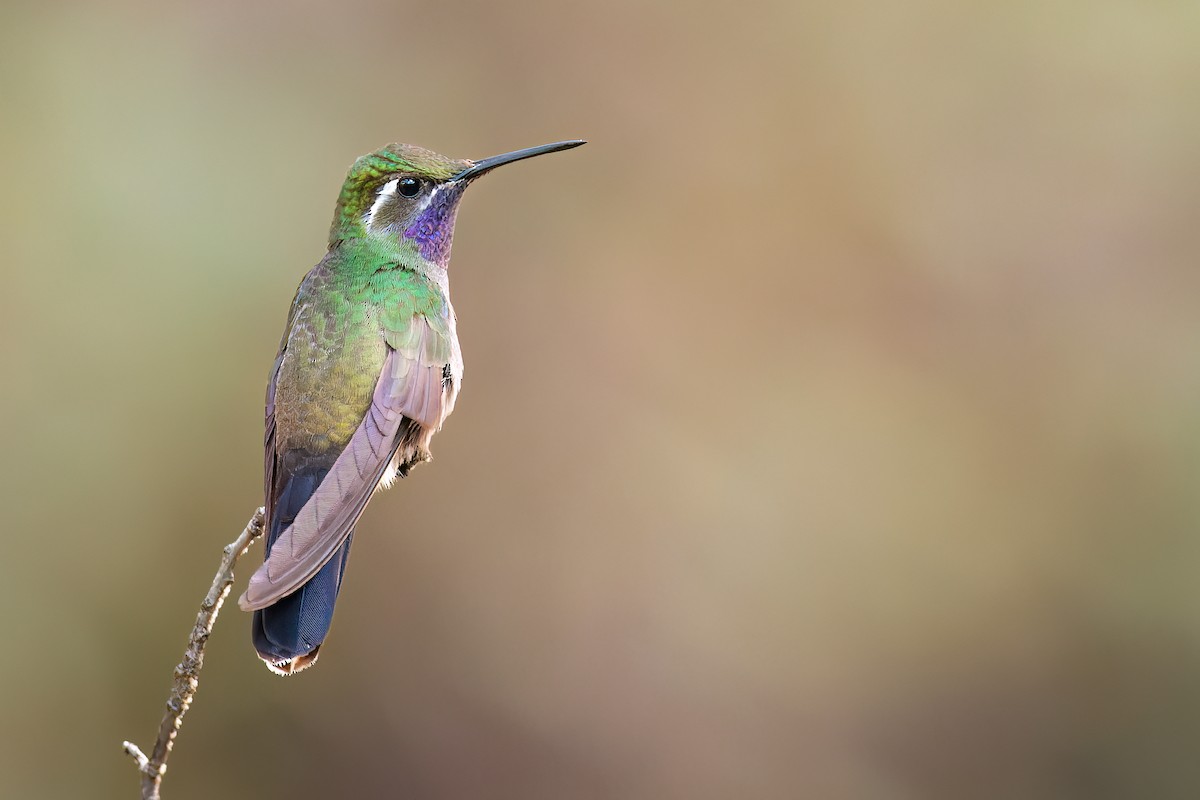 kolibřík blankytohrdlý - ML473998491