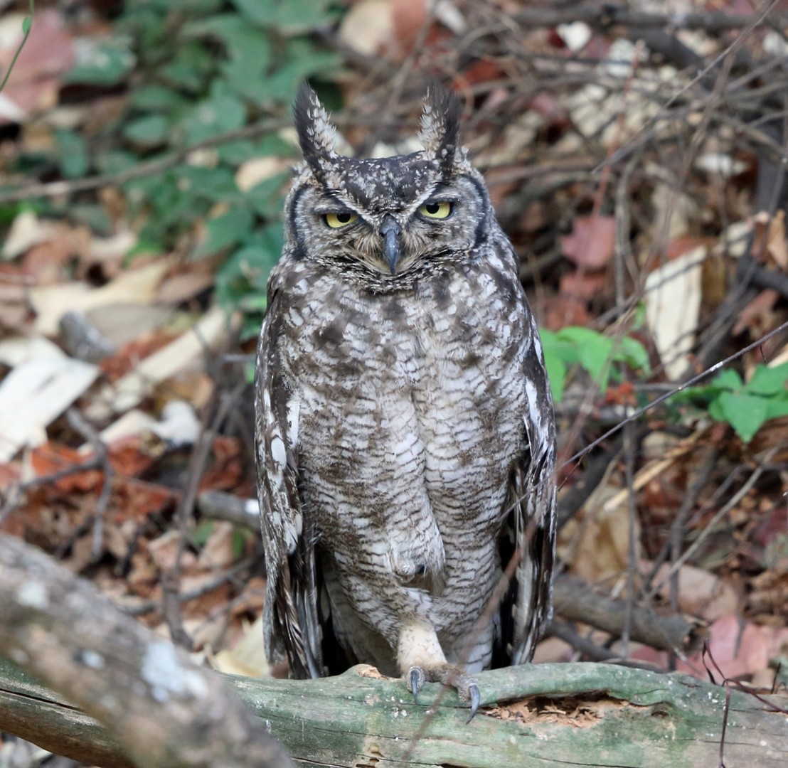 Spotted Eagle-Owl - Nigel Voaden