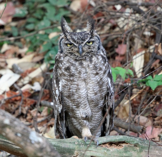 Spotted Eagle-Owl - Bubo africanus - Birds of the World