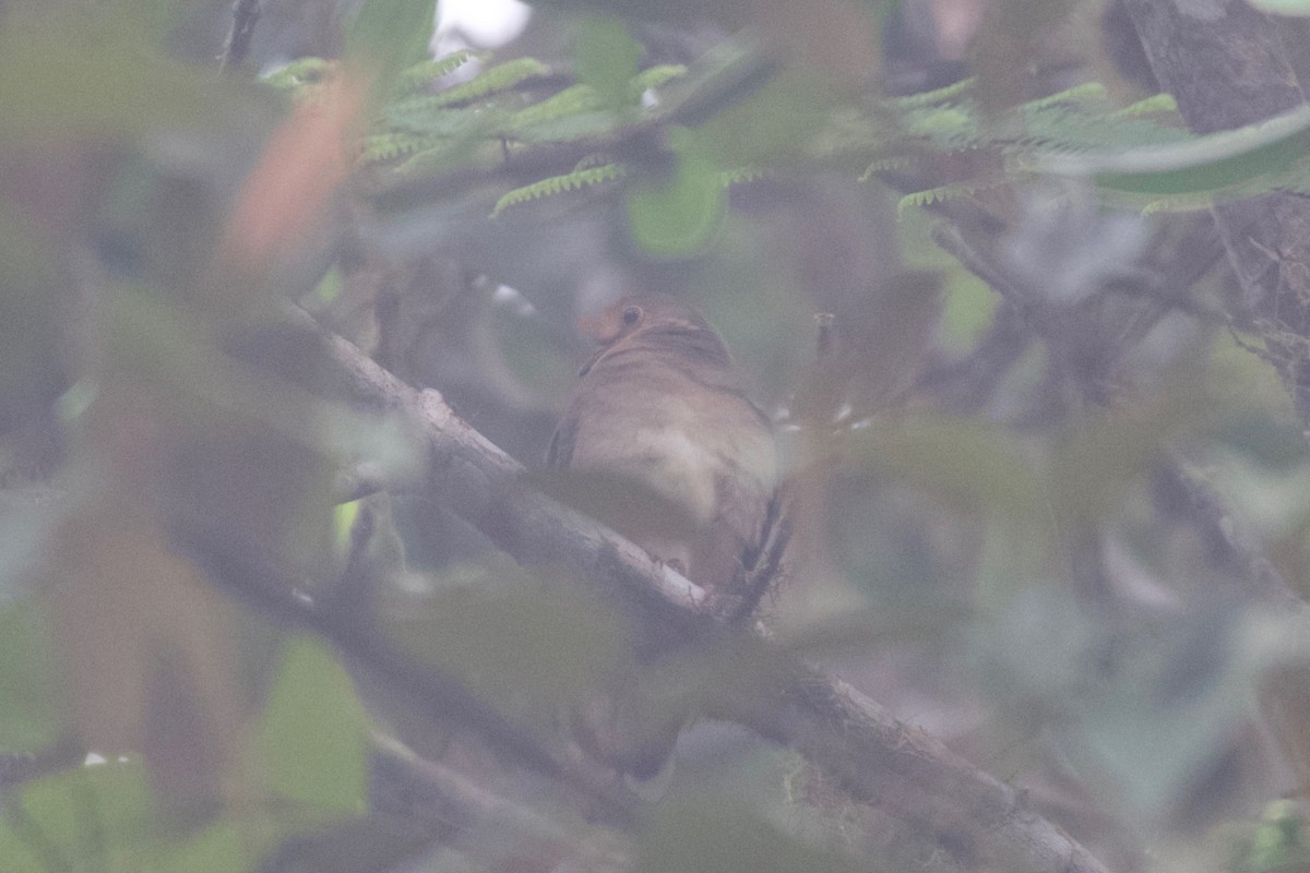 Maroon-chested Ground Dove - ML474000251