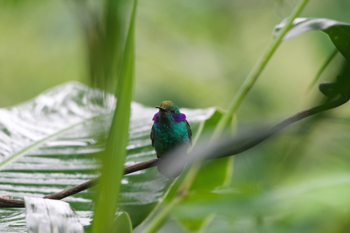 kolibřík modrouchý (ssp. cyanotus/crissalis) - ML474000671