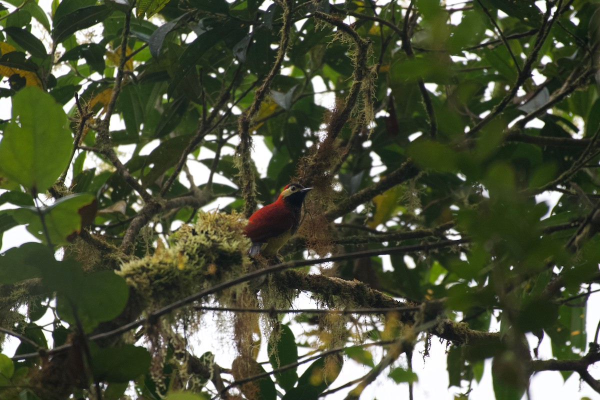 Crimson-mantled Woodpecker (Crimson-mantled) - ML474002631