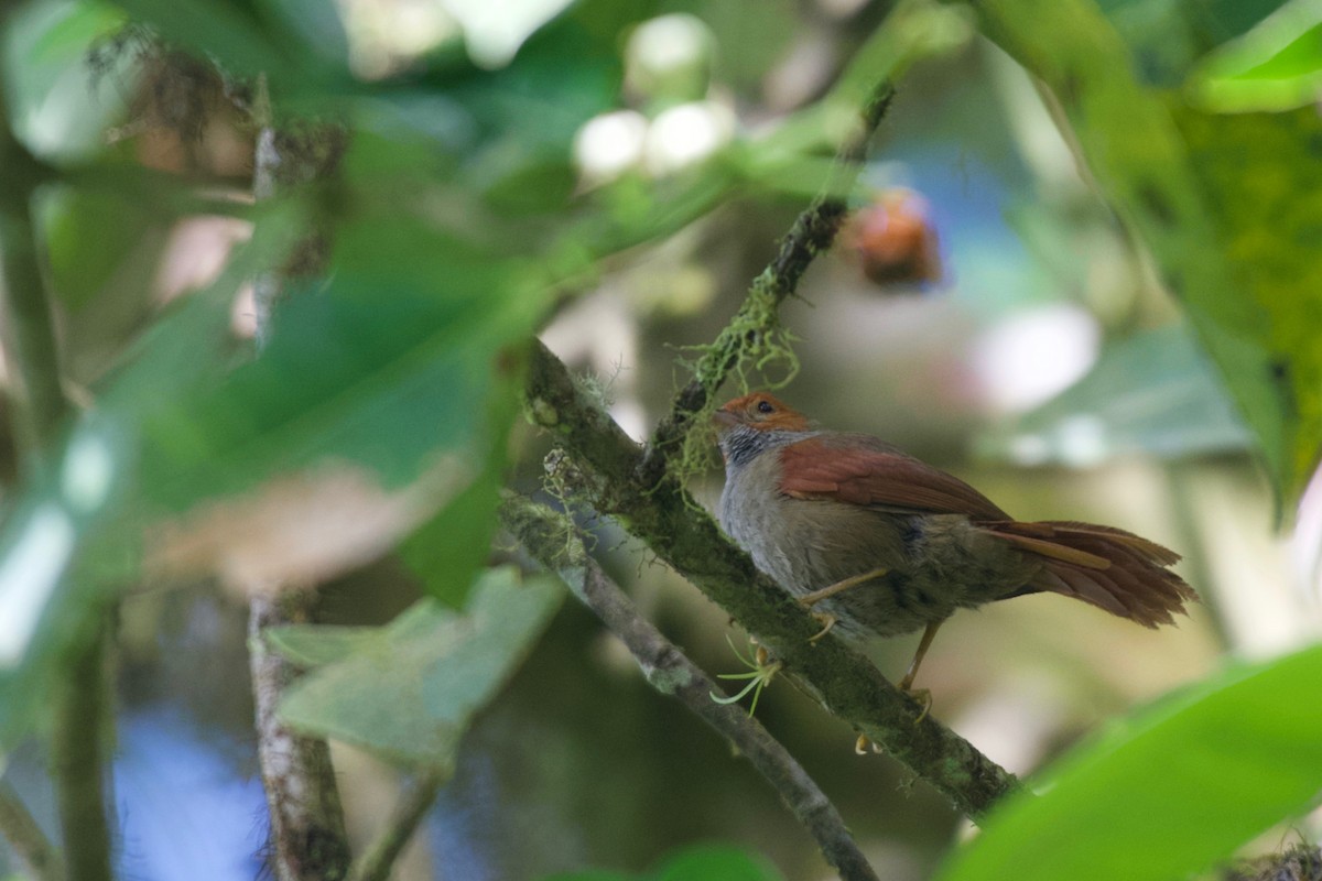 Red-faced Spinetail - ML474003091