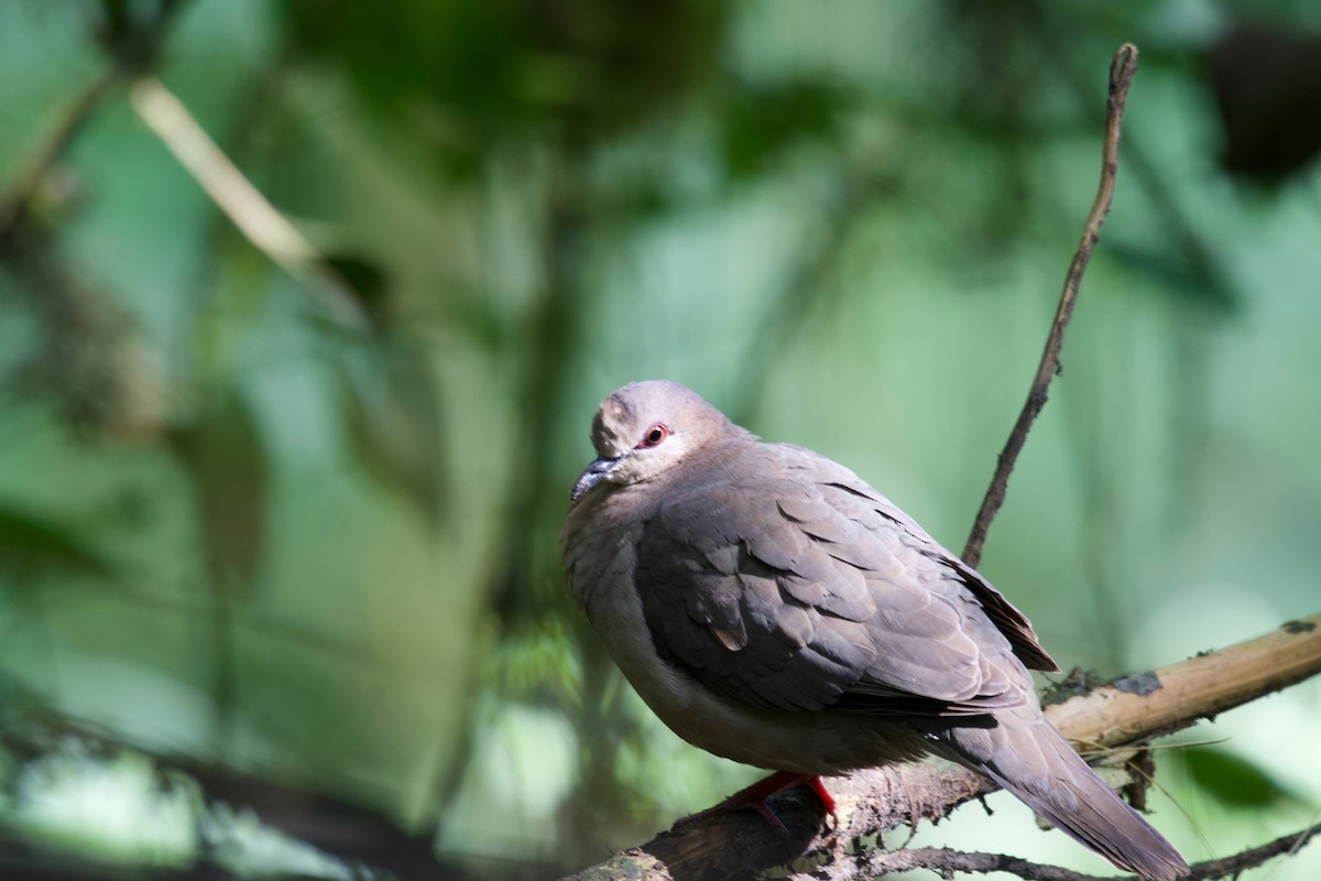 White-tipped Dove (decolor) - ML474005161
