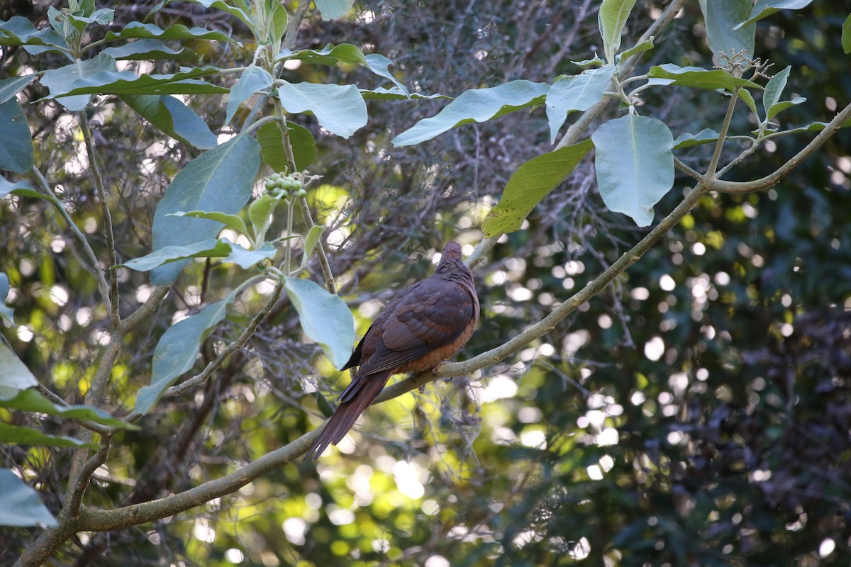 Brown Cuckoo-Dove - ML474005331