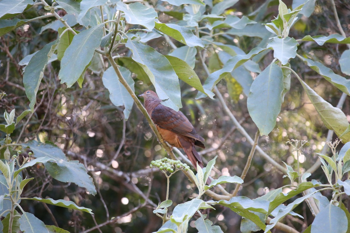 Brown Cuckoo-Dove - ML474005461