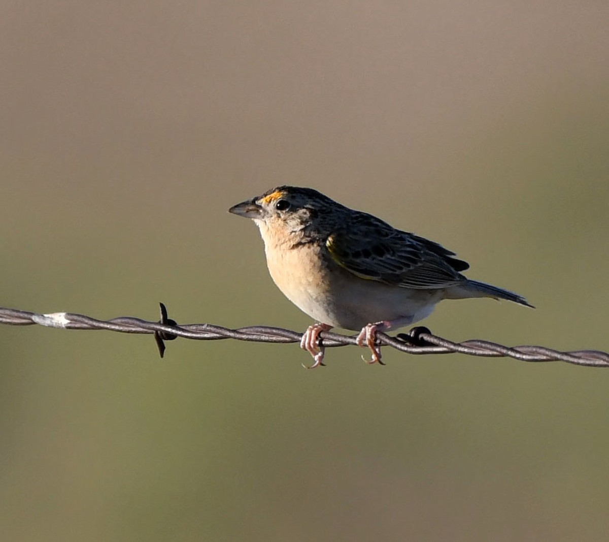 eBird Checklist - 15 Jun 2022 - Sinnard Reservoir - 16 species