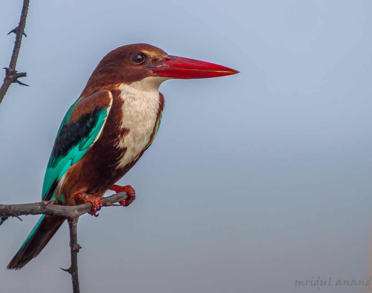 White-throated Kingfisher - Mridul Anand