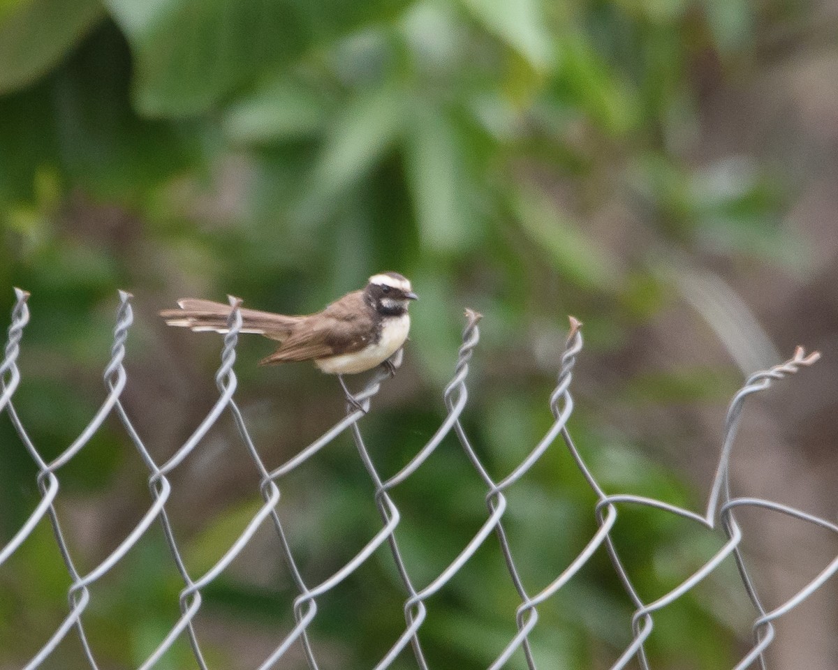 White-browed Fantail - ML474011221