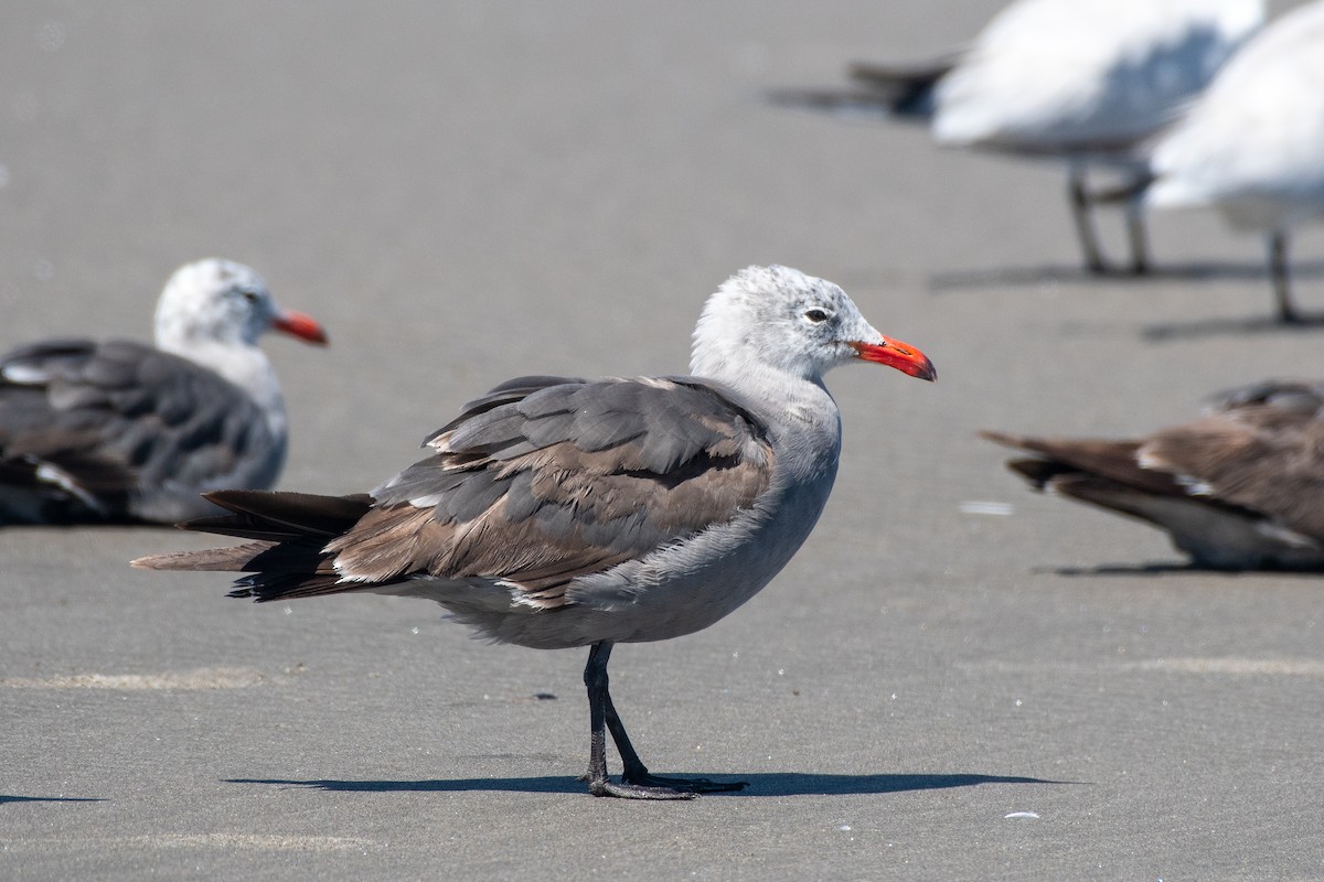 Heermann's Gull at Cape Disappointment SP by Chris McDonald