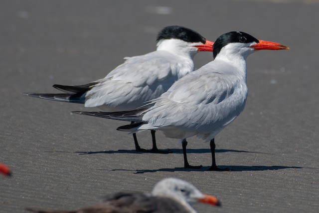 Caspian Tern at Cape Disappointment SP by Chris McDonald