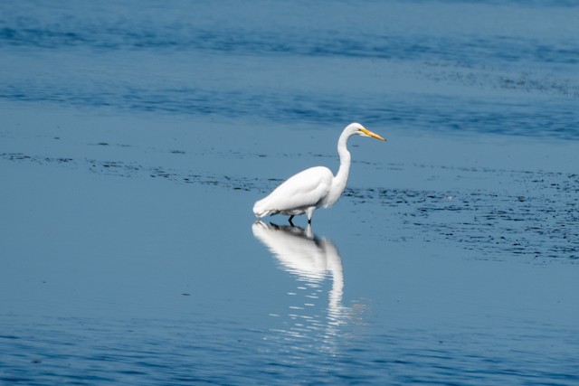 Great Egret at Netarts Bay by Chris McDonald