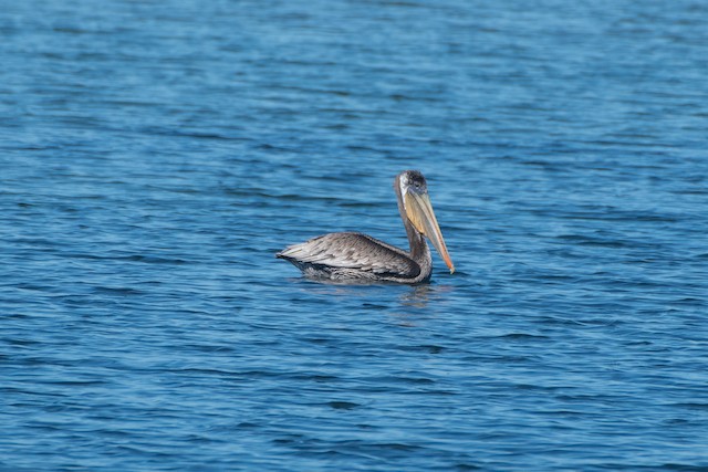 Brown Pelican at Netarts Bay by Chris McDonald