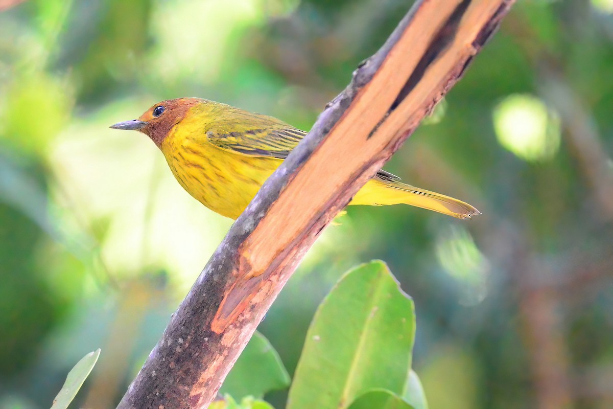 Yellow Warbler (Mangrove) - ML474017581