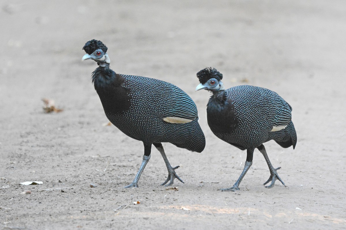 Southern Crested Guineafowl - ML474019691
