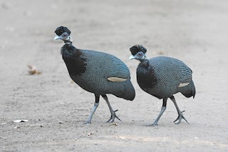 Southern Crested Guineafowl, ML474019691