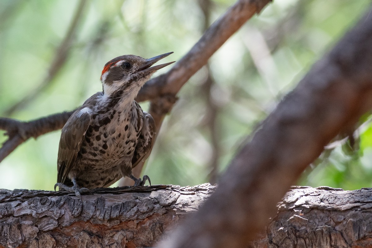 Arizona Woodpecker - Owen Sinkus