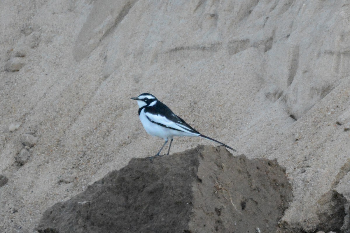 African Pied Wagtail - ML474020121