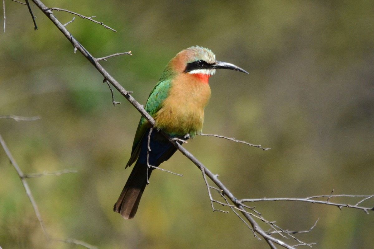 White-fronted Bee-eater - Gerald Allen