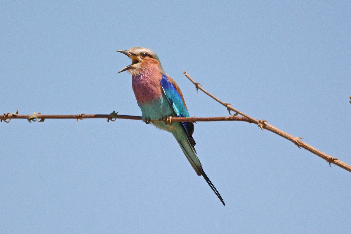 Lilac-breasted Roller - ML474020831