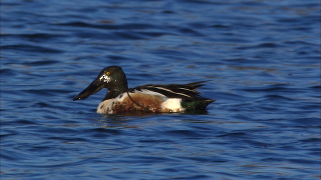  - Northern Shoveler