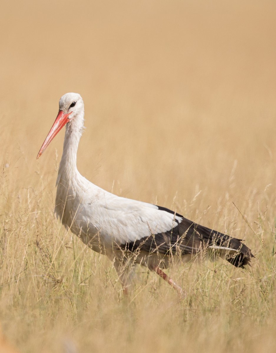 White Stork - ML474021171