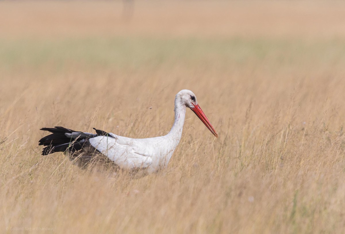 White Stork - Gobind Sagar Bhardwaj
