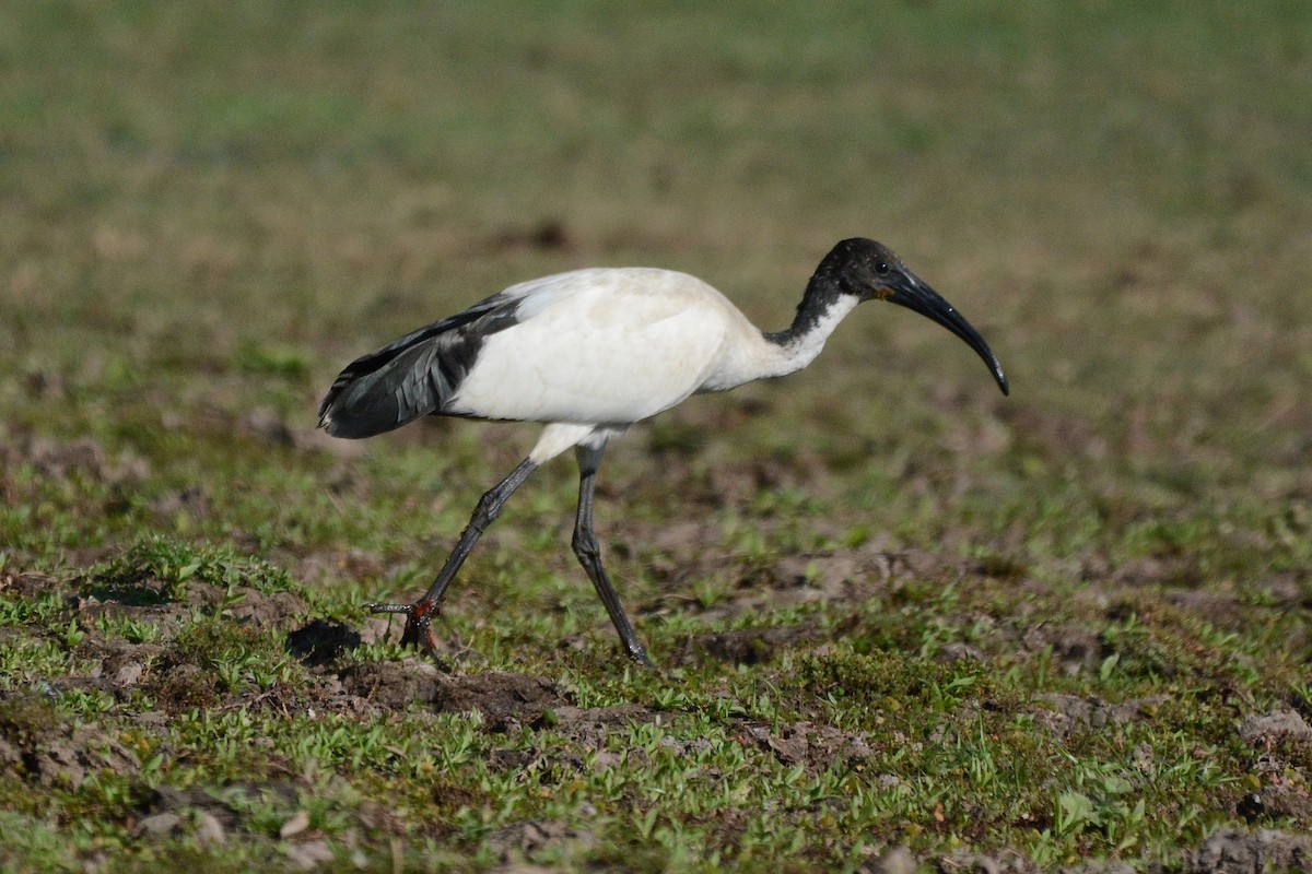 ibis posvátný - ML474021751