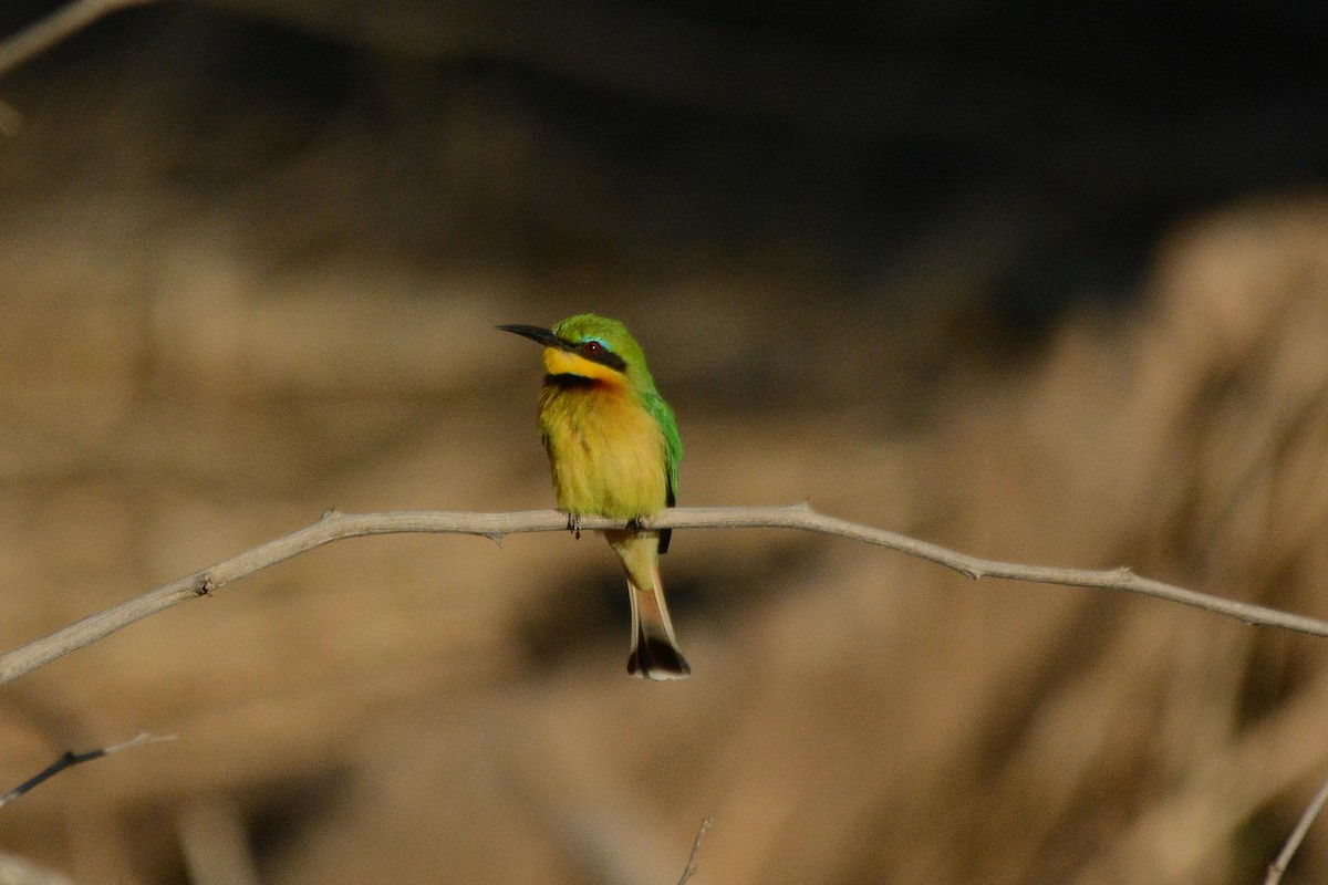 Little Bee-eater - ML474021821