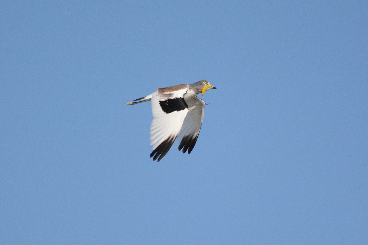 White-crowned Lapwing - Gerald Allen