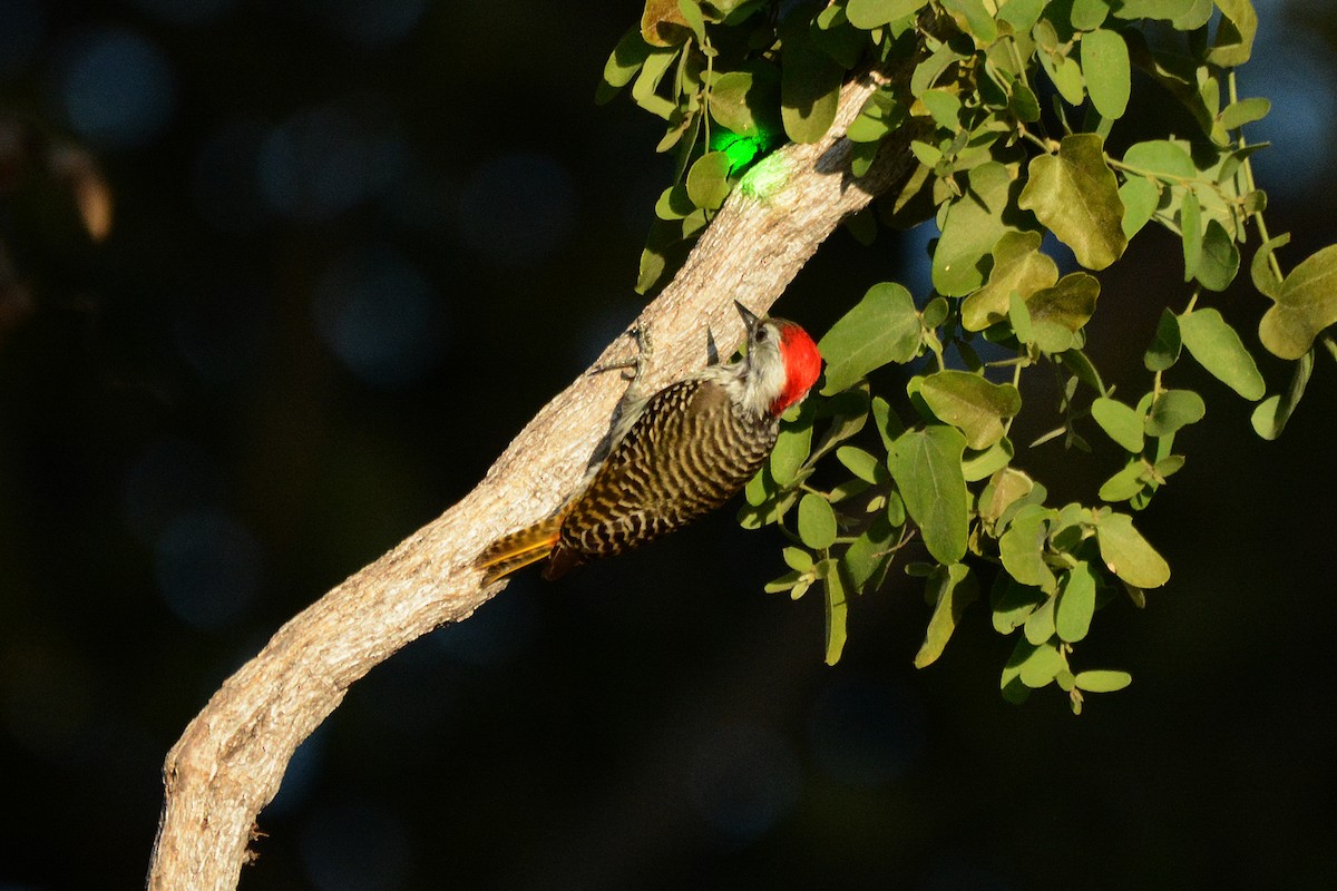 Cardinal Woodpecker - ML474023531