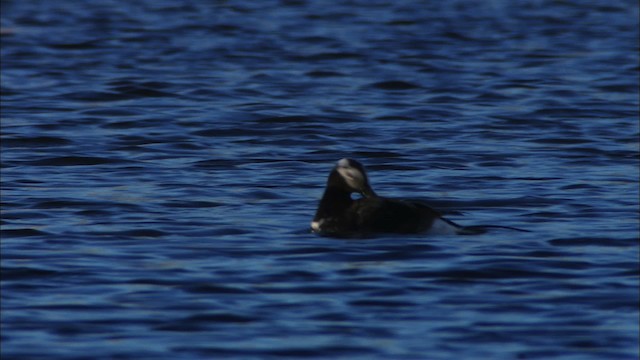Long-tailed Duck - ML474024