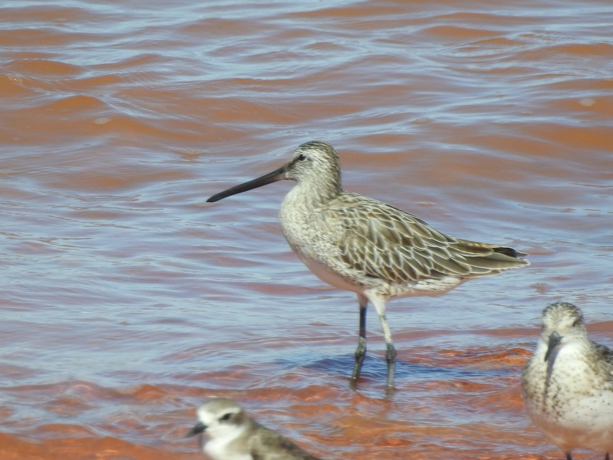 Asian Dowitcher - ML474025781