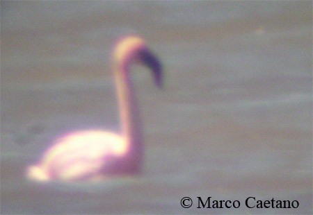 Lesser Flamingo - Pedro  Filipe Pereira
