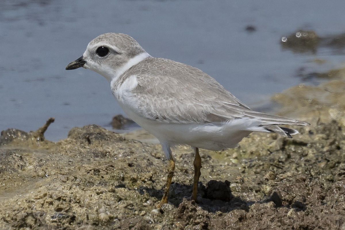 Piping Plover - ML474031051