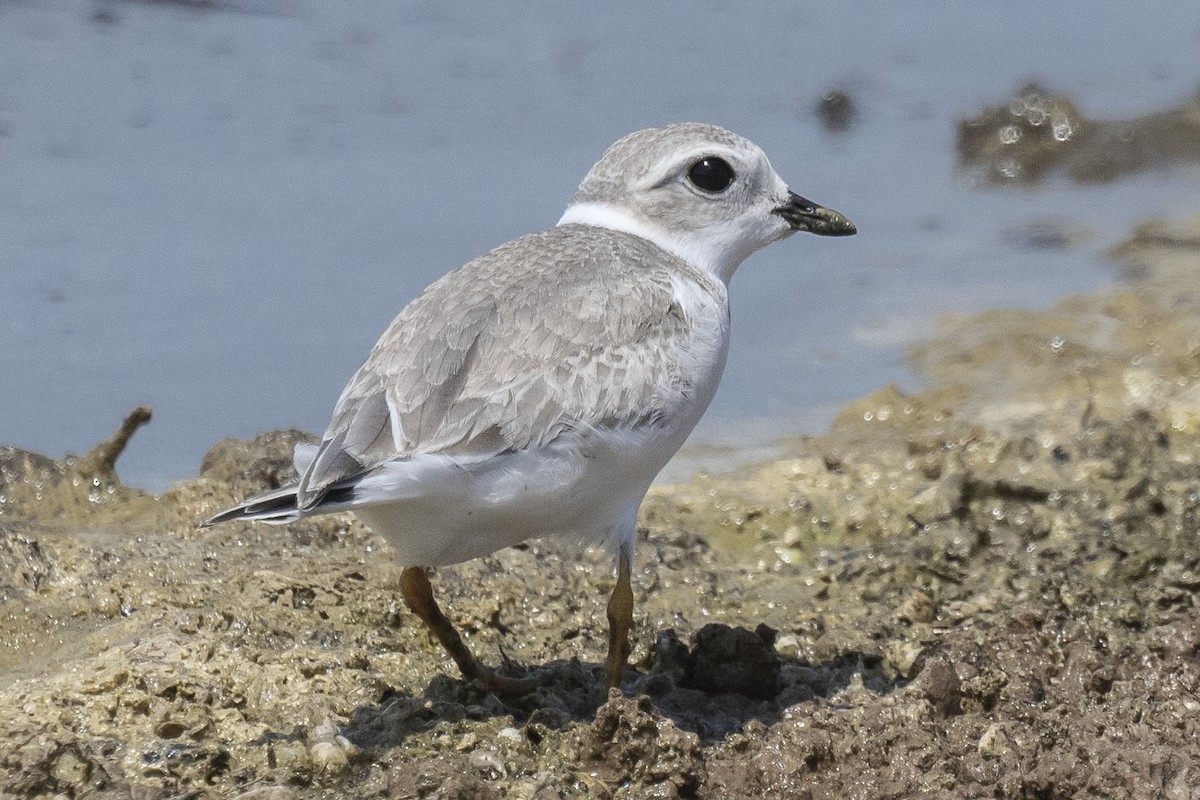 Piping Plover - ML474031061